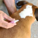 How to Protect Your Home and Pets from Fleas and Ticks All Year Round