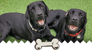 How Sensory Environments Benefit Dogs in Boarding and Daycare Settings