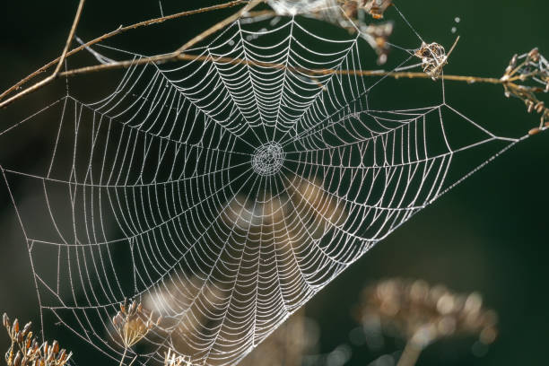 How Weather and Seasonal Changes Affect Pest Problems: What a True Exterminator Watches For