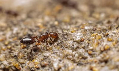 The Psychology of Pests: Why Some Homes Are More Vulnerable Than Others
