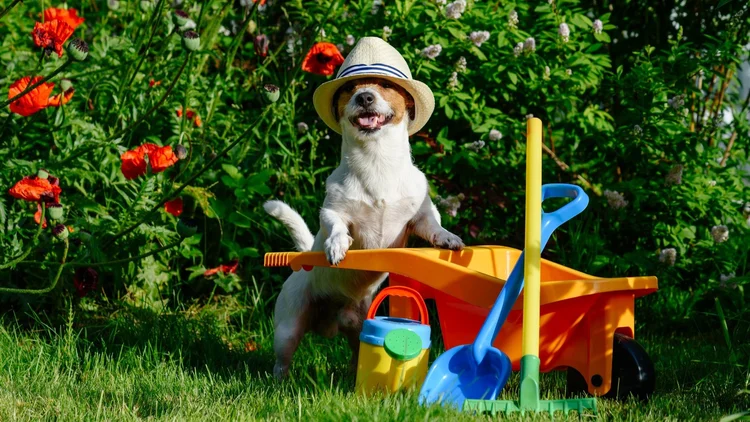 Rethinking Responsibility: Why Hiring a Pooper Scooper Makes Sense Today