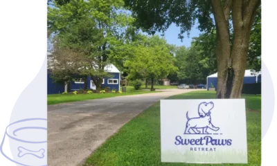 The Role of Enrichment Activities in Modern Dog Daycare Programs