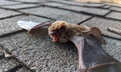 Bats and Beyond: Why Integrated Pest Control Is Essential for a Safe Home