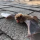 Bats and Beyond: Why Integrated Pest Control Is Essential for a Safe Home