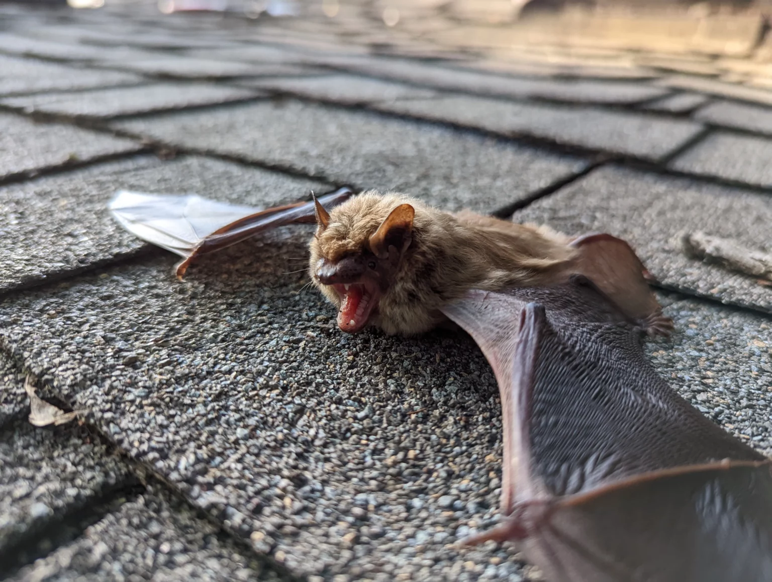 Bats and Beyond: Why Integrated Pest Control Is Essential for a Safe Home
