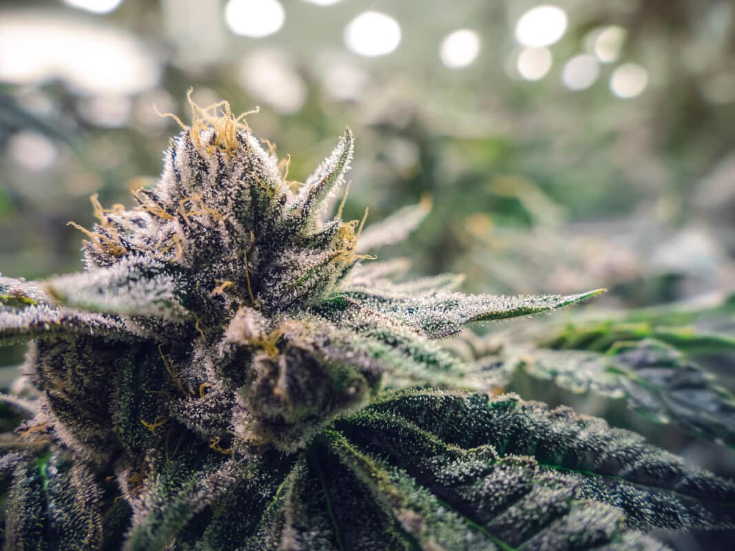 THCA Flower