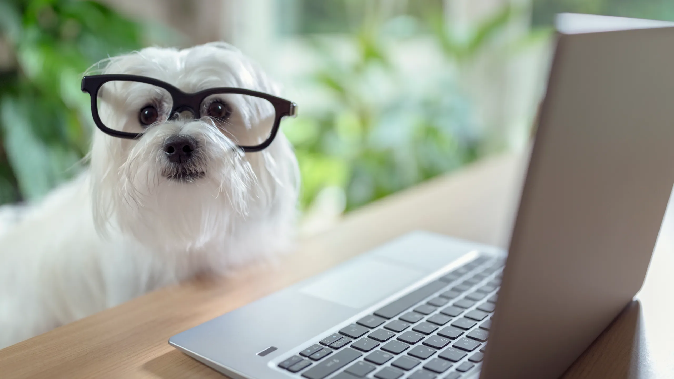 The Future of Pet Care: Technology Trends for Happier, Healthier Dogs