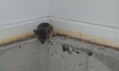 Common Signs of a Rodent Infestation You Shouldn’t Ignore