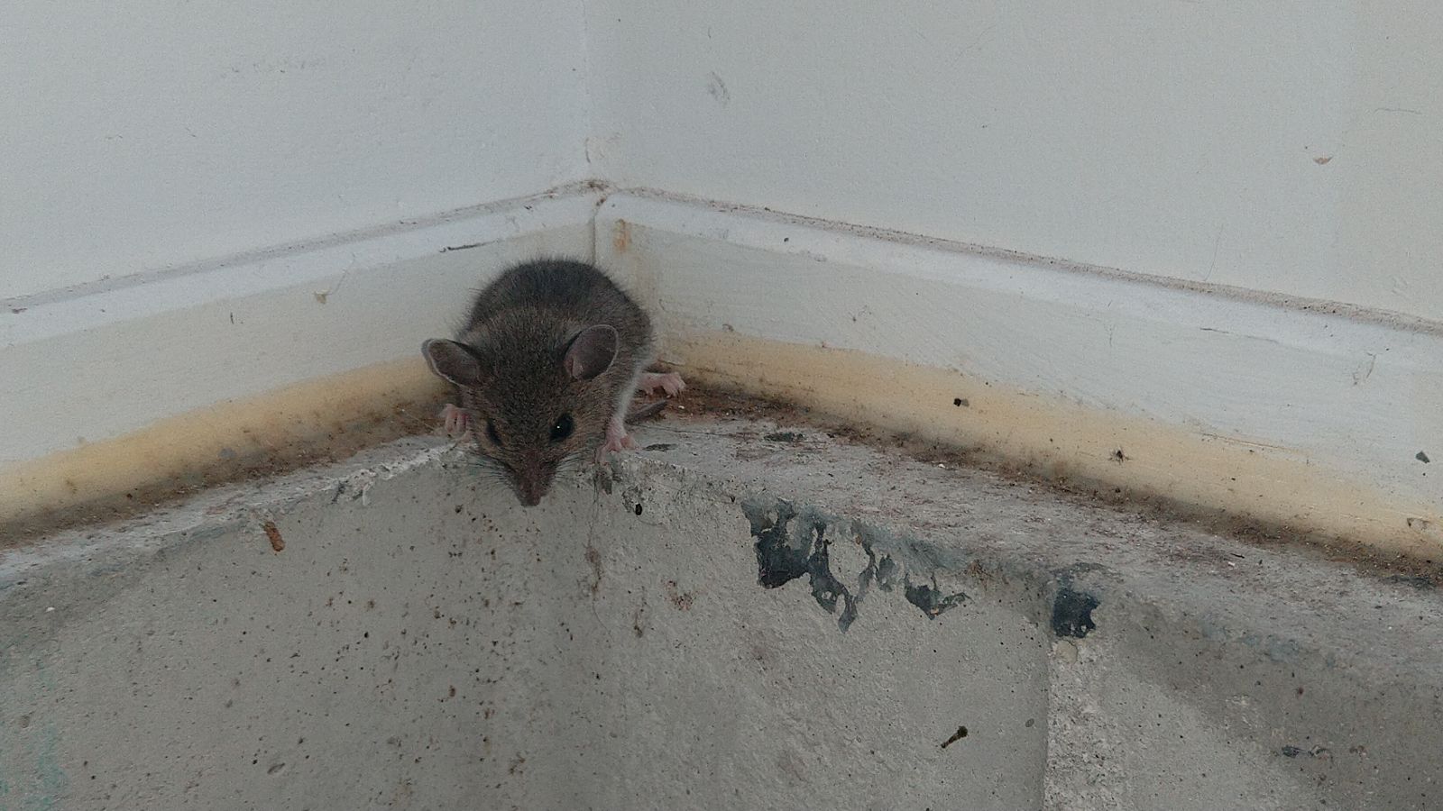 Common Signs of a Rodent Infestation You Shouldn’t Ignore