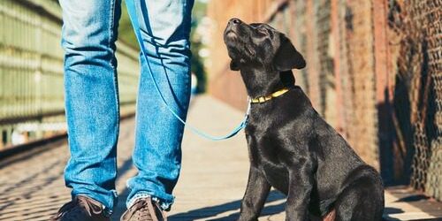 How Consistent Training Shapes Well-Behaved Dogs