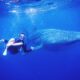 Ocean Giants