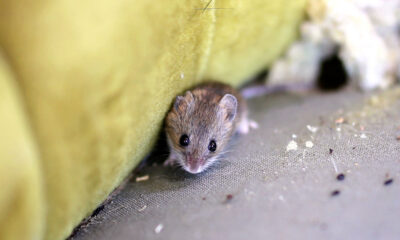 Rodents