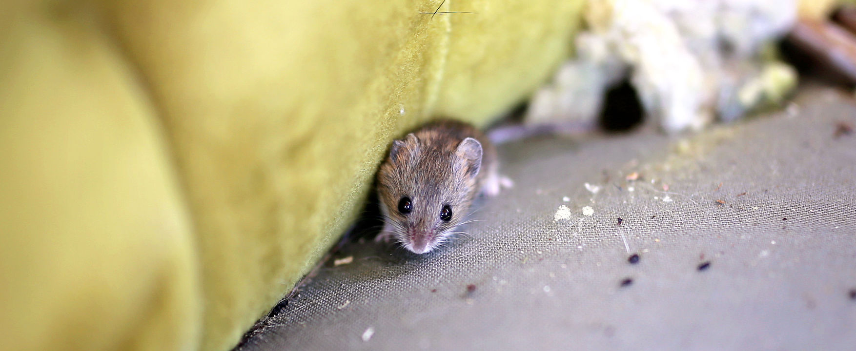 Rodents