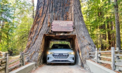 Northern California's Redwood Highway