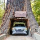 Northern California's Redwood Highway