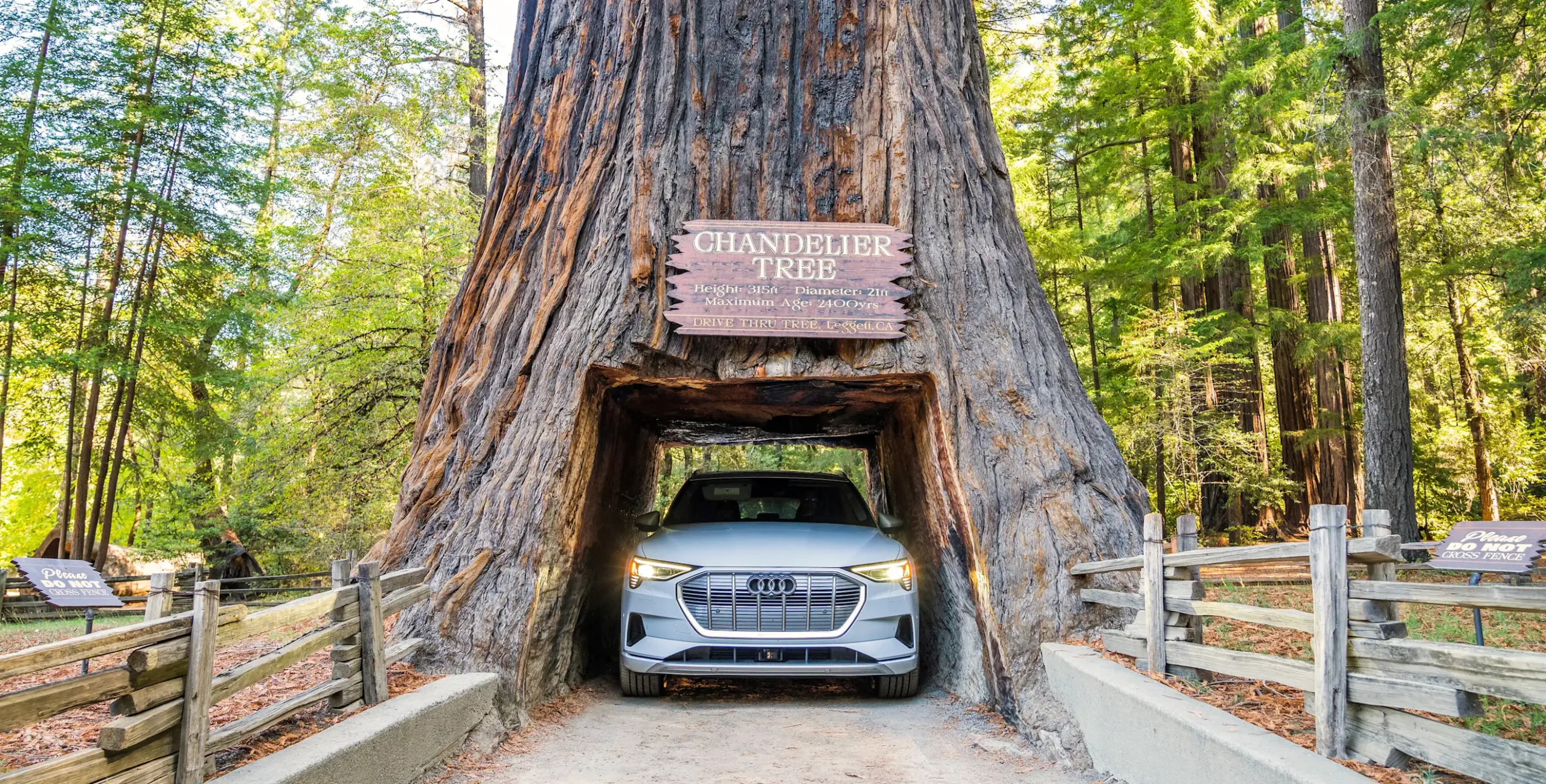 Northern California's Redwood Highway