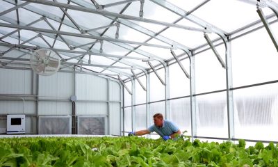 Film, Glass or Polycarbonate? How to Choose the Right Covering for a Commercial Greenhouse